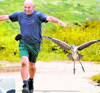 “鸟爸爸”教苍鹭学飞翔 