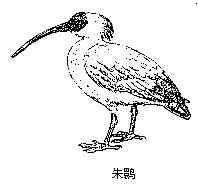 我国的珍稀鸟类