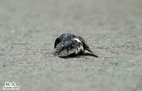 两只鸟的生死爱情故事