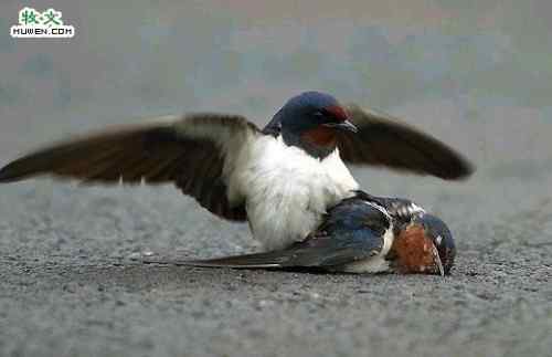两只鸟的生死爱情故事