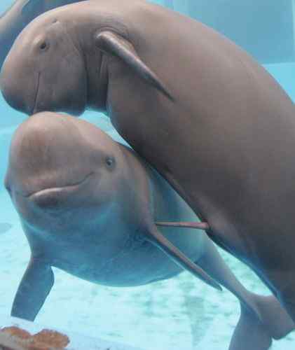 长江江豚即将灭绝！