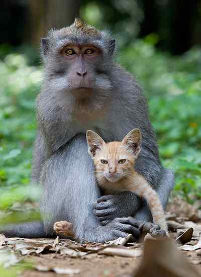 跨越物种的亲情：巴厘岛长尾猴和小猫