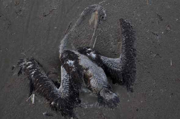 墨西哥湾漏油的影响 鹈鹕燕鸥死亡数千(图)