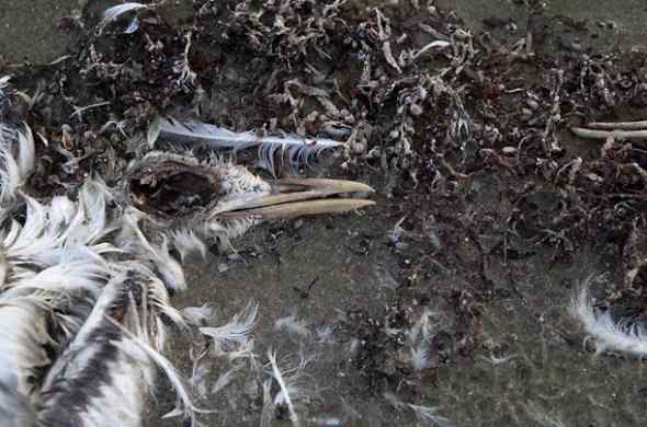 墨西哥湾漏油的影响 鹈鹕燕鸥死亡数千(图)