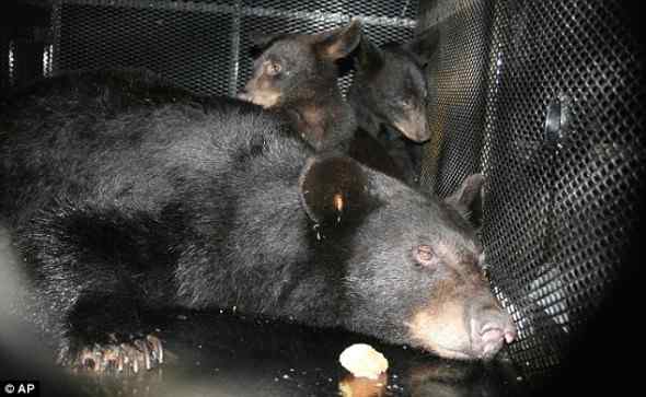 笨笨的黑熊脑袋被塑料瓶被卡十多天