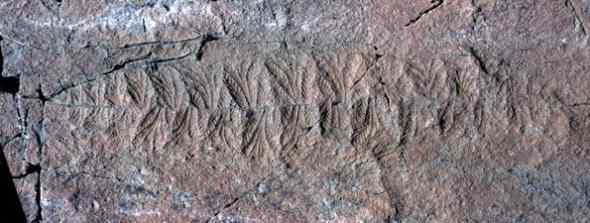 寒武纪生命大爆发与埃迪卡拉纪——美丽化石见证