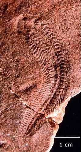 寒武纪生命大爆发与埃迪卡拉纪——美丽化石见证