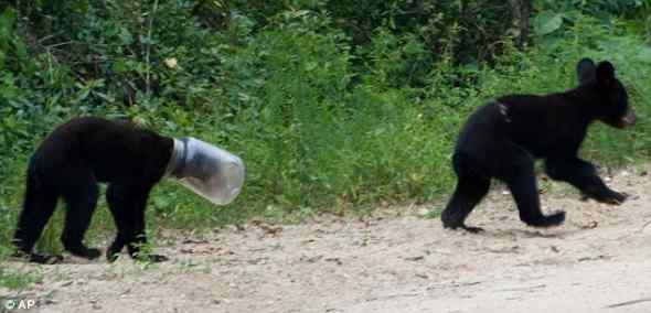 笨笨的黑熊脑袋被塑料瓶被卡十多天