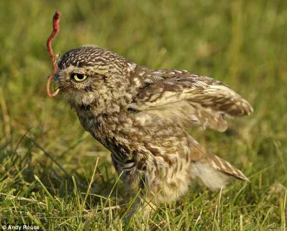 英国最小的鸟——纵纹腹小鸮 Little Owl