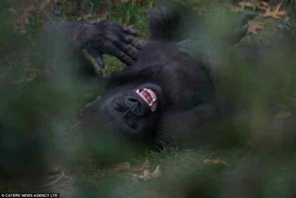 大猩猩捧腹大笑的精彩瞬间(图) 大猩猩捧腹大笑的精彩瞬间(图)