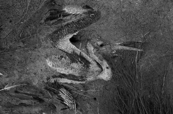 墨西哥湾漏油的影响 鹈鹕燕鸥死亡数千(图)