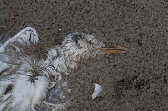 墨西哥湾漏油的影响 鹈鹕燕鸥死亡数千(图)