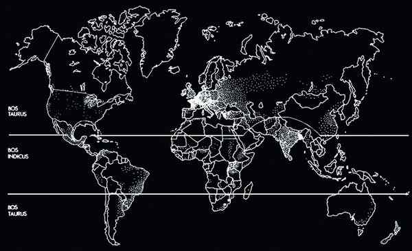 瘤牛Zebu ——欧洲印度神话中牛