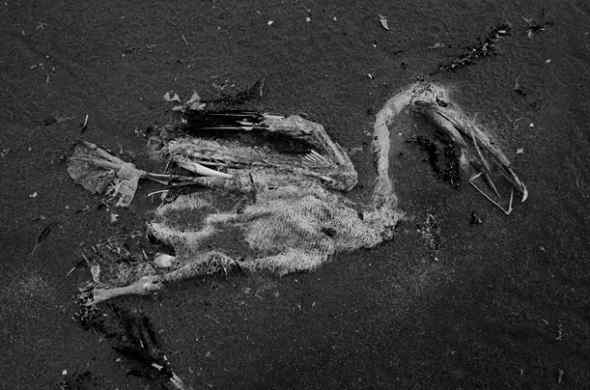 墨西哥湾漏油的影响 鹈鹕燕鸥死亡数千(图)