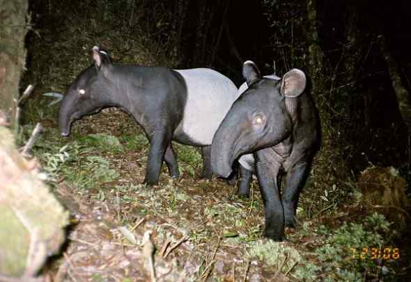 自动相机捕捉苏门答腊虎的一举一动