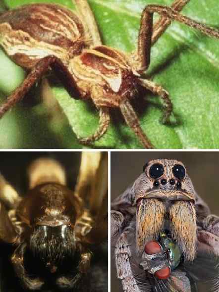 眼睛看不见的动物