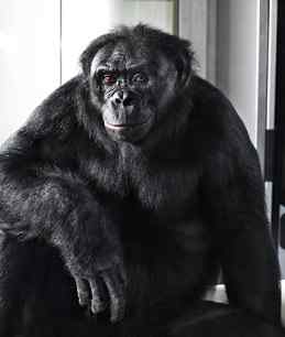 美国倭猩猩学习人类语言