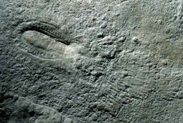 寒武纪生命大爆发与埃迪卡拉纪——美丽化石见证