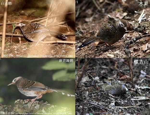 白点鹛和斑背躁鹛的区别