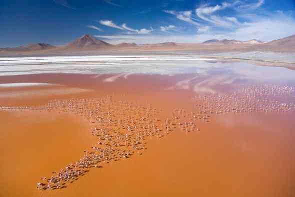 从滑翔伞上鸟瞰地球：火烈鸟群与沙漠绿地