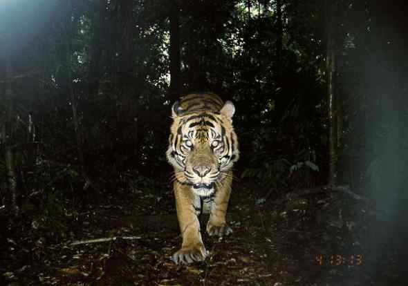 自动相机捕捉苏门答腊虎的一举一动