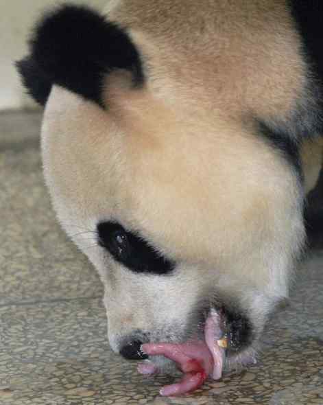 大熊猫用舌头给刚出生的宝宝洗澡