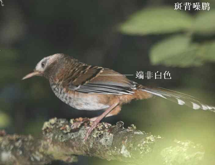 白点鹛和斑背躁鹛的区别