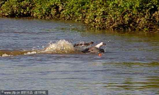 大杯具：老鹰捕鱼 鳄鱼在后