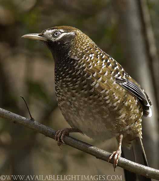 白点鹛和斑背躁鹛的区别
