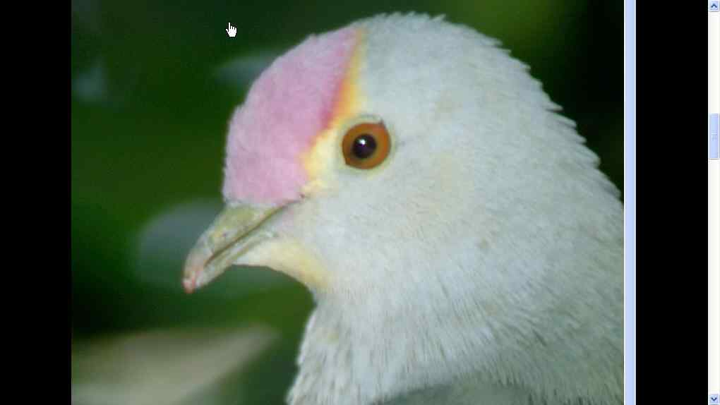 粉顶果鸠 Rose crowned Fruit Dove 