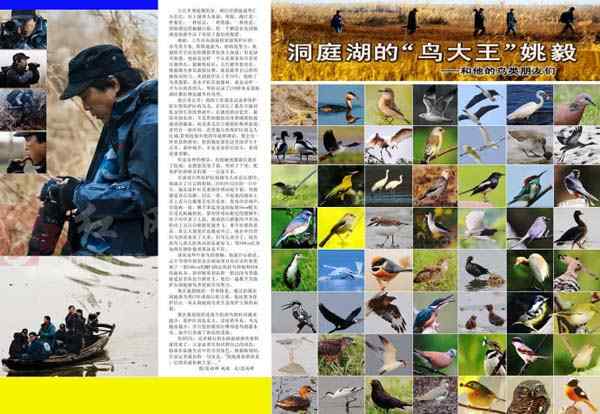 八百里洞庭鸟大王 八百里洞庭鸟大王