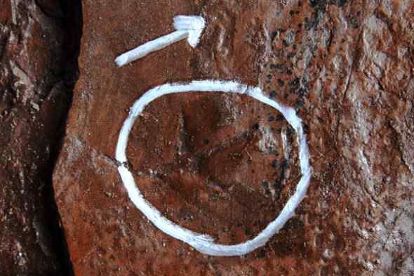 古代鸟类和恐龙的脚印