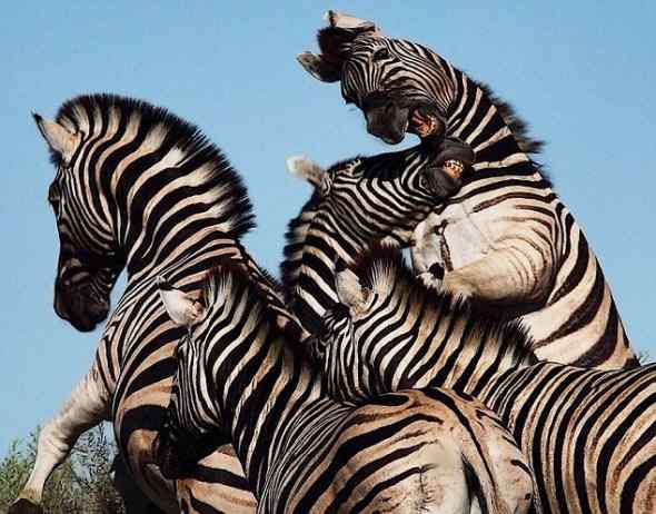 非洲特有的动物——非洲斑马