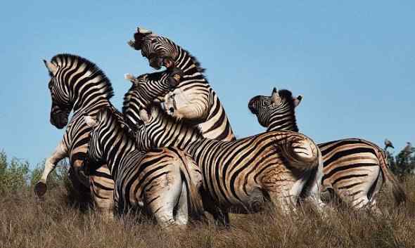 非洲特有的动物——非洲斑马