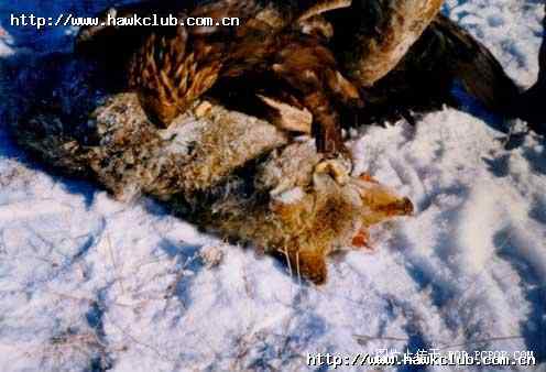 哈萨克人驯养的金雕追杀野狼