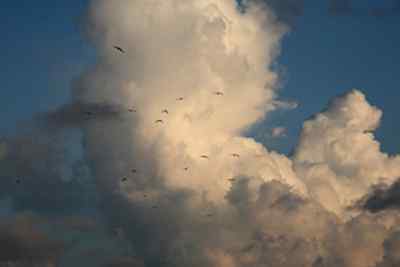 红脚鲣鸟的敌人与朋友