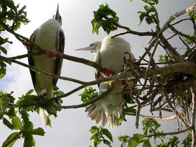 红脚鲣鸟的敌人与朋友