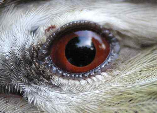 鸟类如何对视觉进行双重调节？