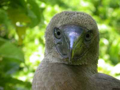 红脚鲣鸟的敌人与朋友