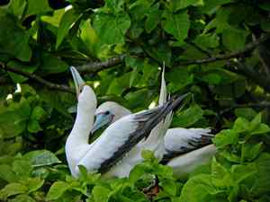 红脚鲣鸟的敌人与朋友