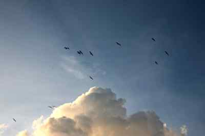 红脚鲣鸟的敌人与朋友