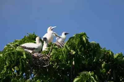 红脚鲣鸟的敌人与朋友