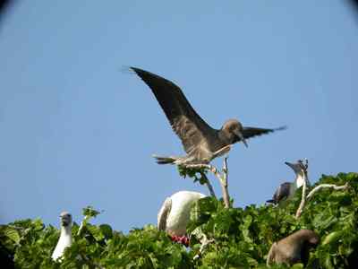 红脚鲣鸟的敌人与朋友