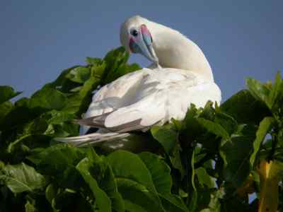红脚鲣鸟的敌人与朋友