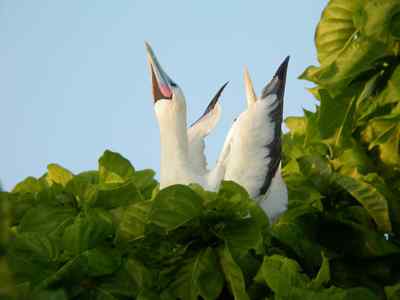 红脚鲣鸟的敌人与朋友