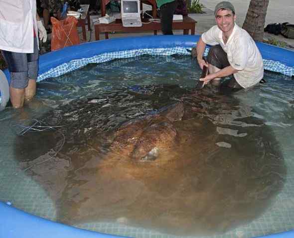 世界上最大的黄貂鱼