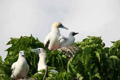红脚鲣鸟的敌人与朋友