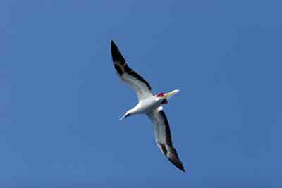 红脚鲣鸟的敌人与朋友