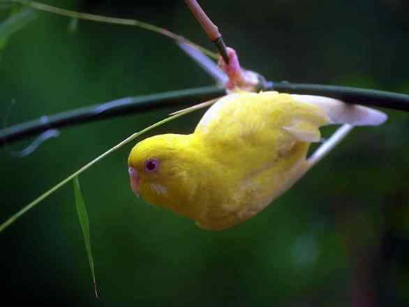 鹦鹉繁殖——关于脚链问题