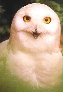 《哈利·波特》热竟导致猫头鹰遭殃